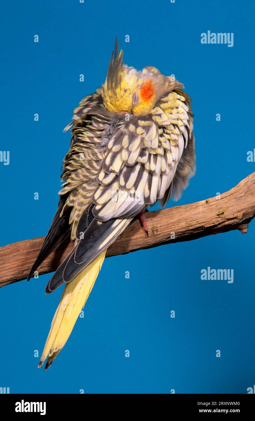 Young Cockatiel (Nymphicus hollandicus Stock Photo - Alamy