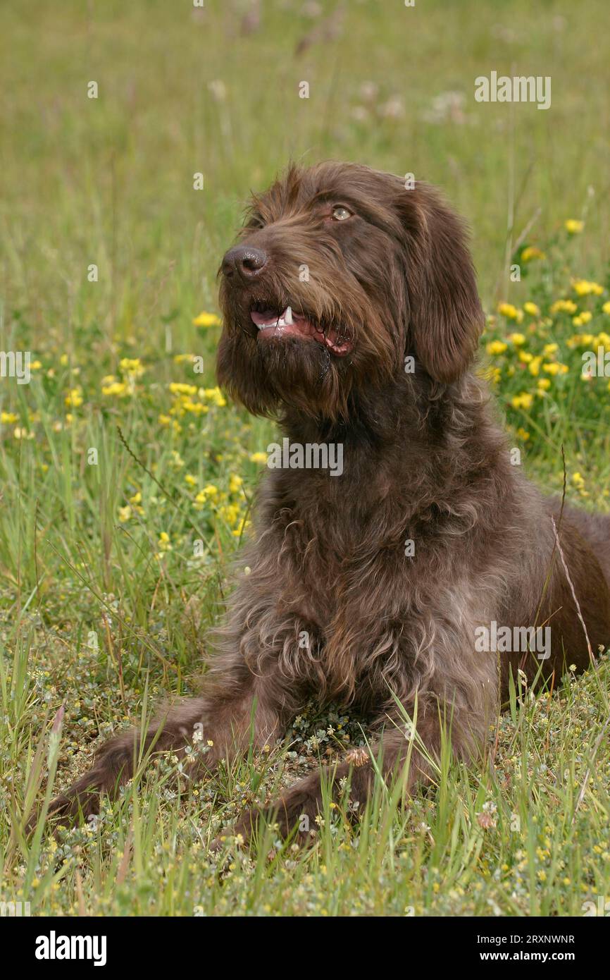 German poodle cheap pointer