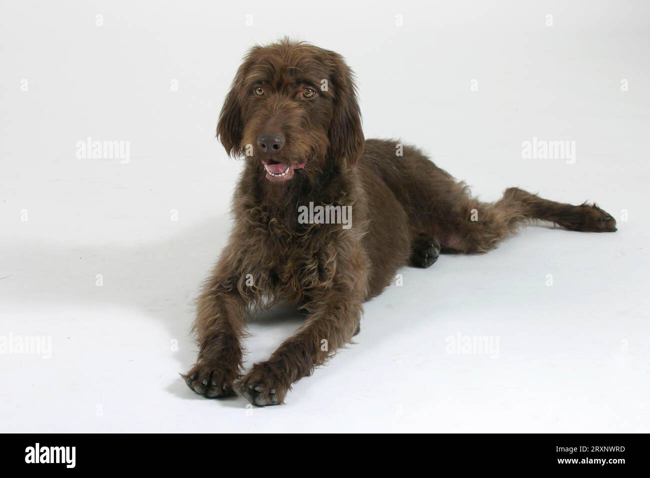 German poodle cheap pointer