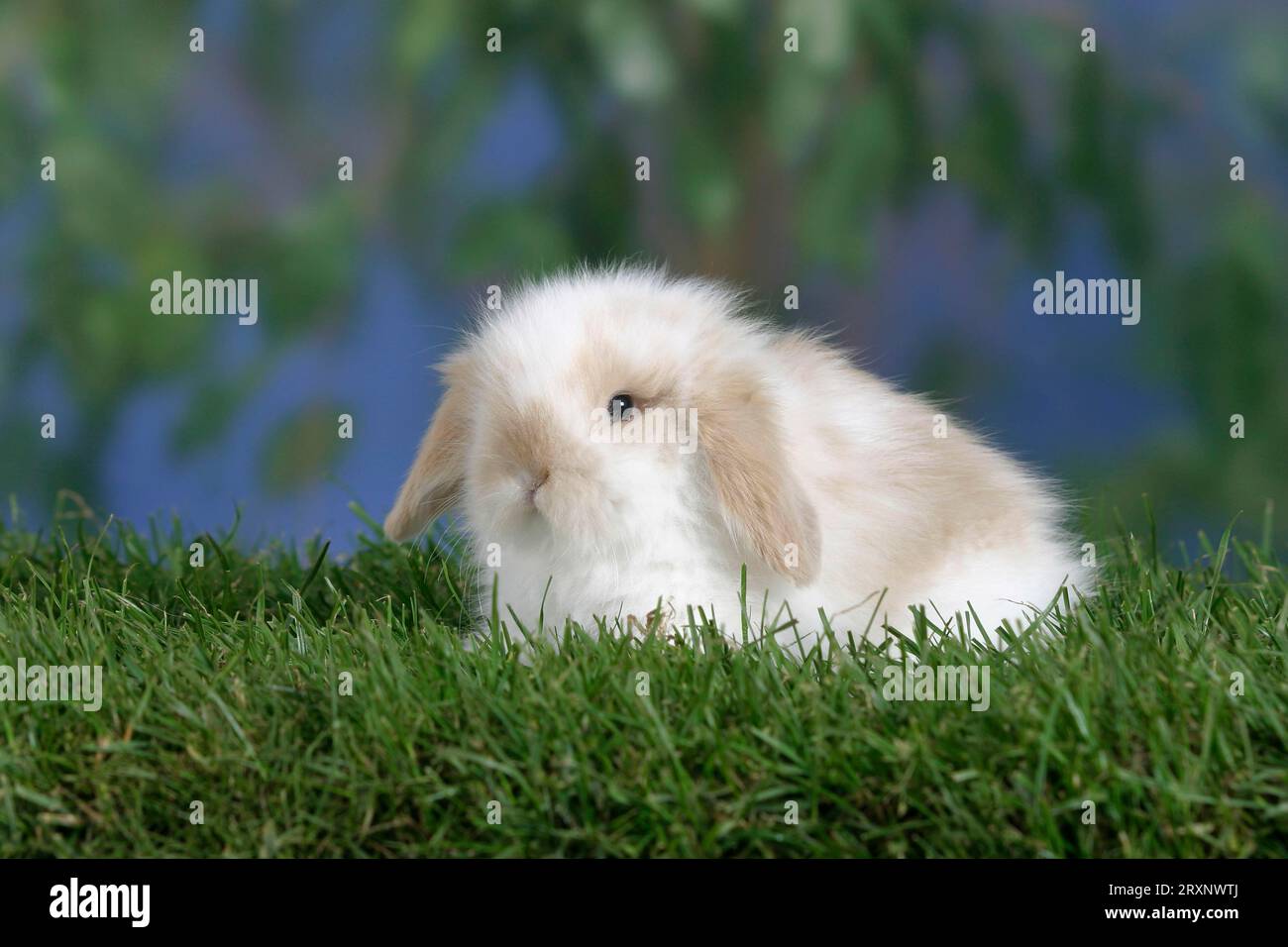 Teddy ram rabbits hi-res stock photography and images - Alamy