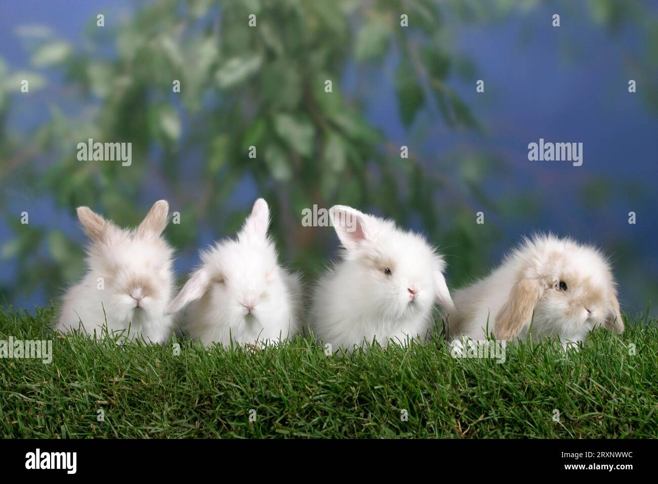 Young Teddy Lop-eared Rabbits, 5 weeks, Teddy ram rabbits, young ...