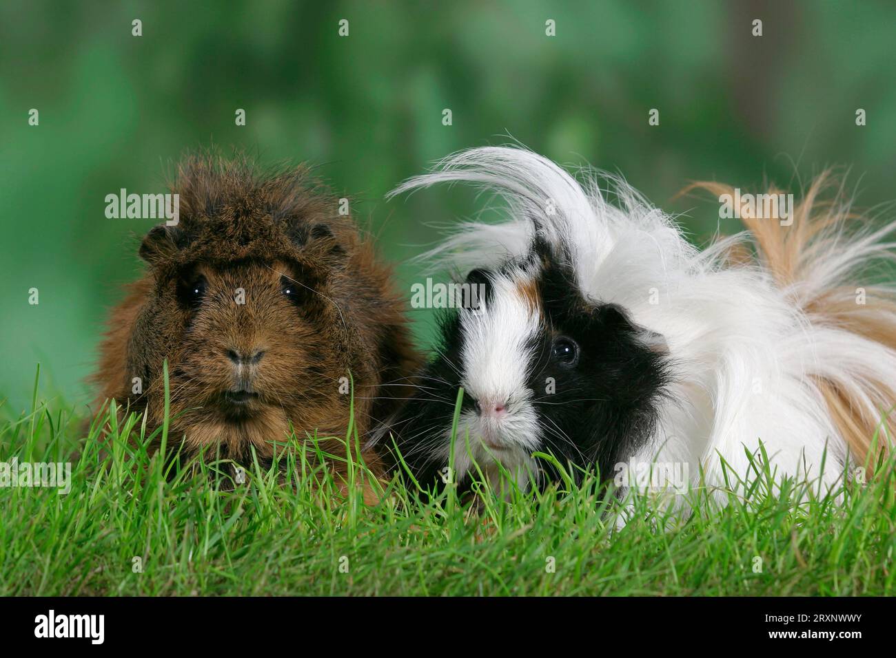 Abyssinian and Peruvian guinea pig Stock Photo - Alamy