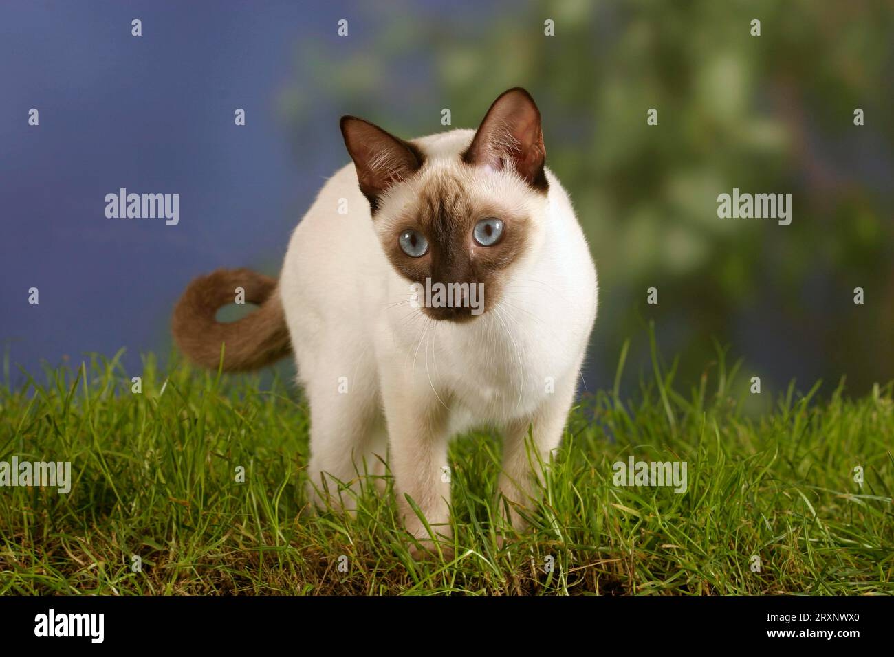 Classic Siamese cat, chocolate-point Stock Photo - Alamy