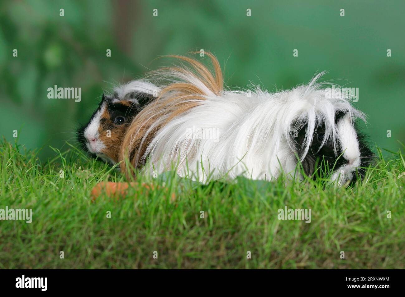 Peruvian Guinea Pig Pig with young, Peruvian Guinea Pig with young ...