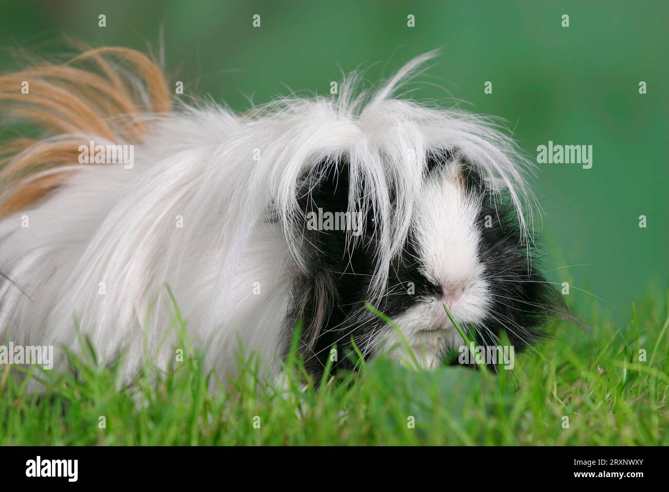 Peruvian Guinea Pig Pig, Peruvian Guinea Pig, outdoor, outdoor Stock ...