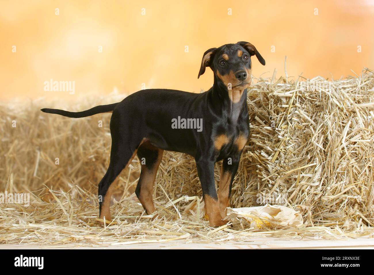 German Pinscher, puppy, 10 weeks Stock Photo