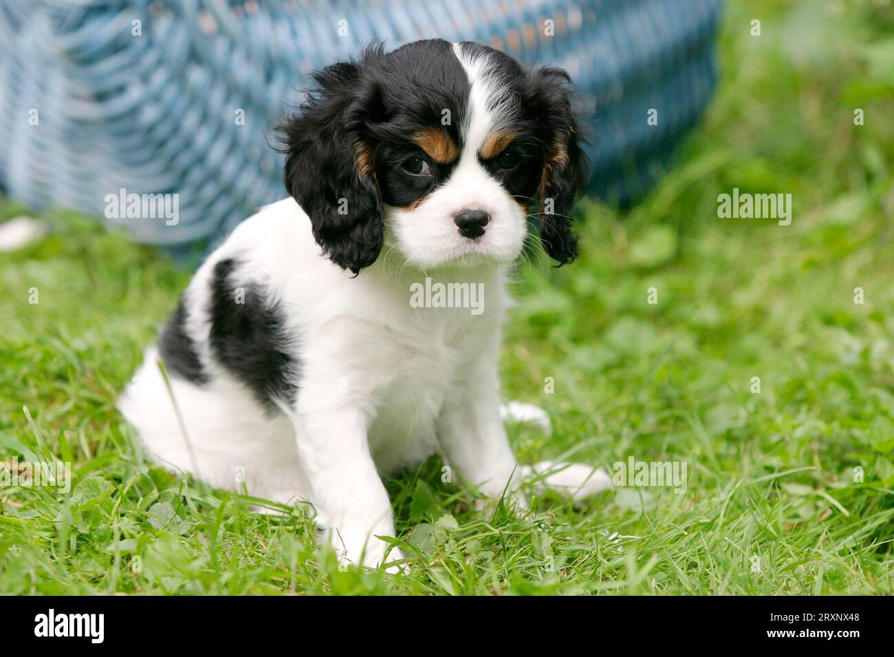 Tri Cavalier King Charles Spaniel Picnic Mat Tri Cavalier King Charles Spaniel Picnic Mat