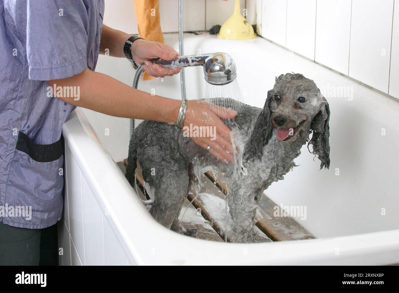 Toy Poodle, silver, being showered, dwarf poodle, silver, being