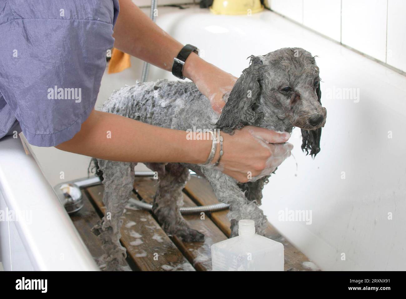 Toy Poodle, silver, being showered, dwarf poodle, silver, being bathed