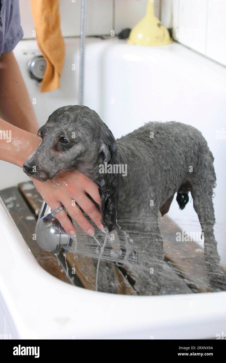 Toy Poodle, silver, being showered, dwarf poodle, silver, being