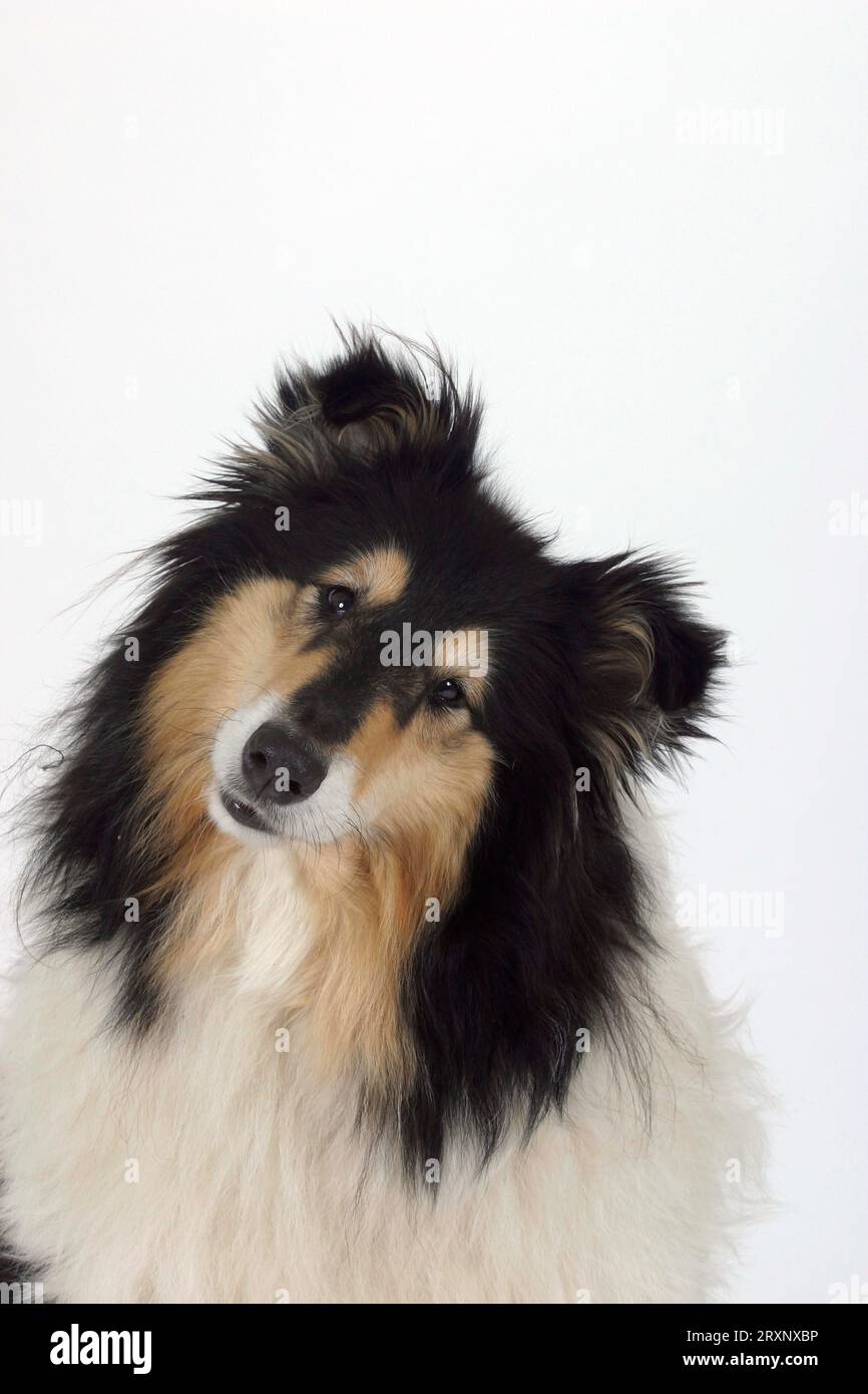 Rough Collie Stock Photo
