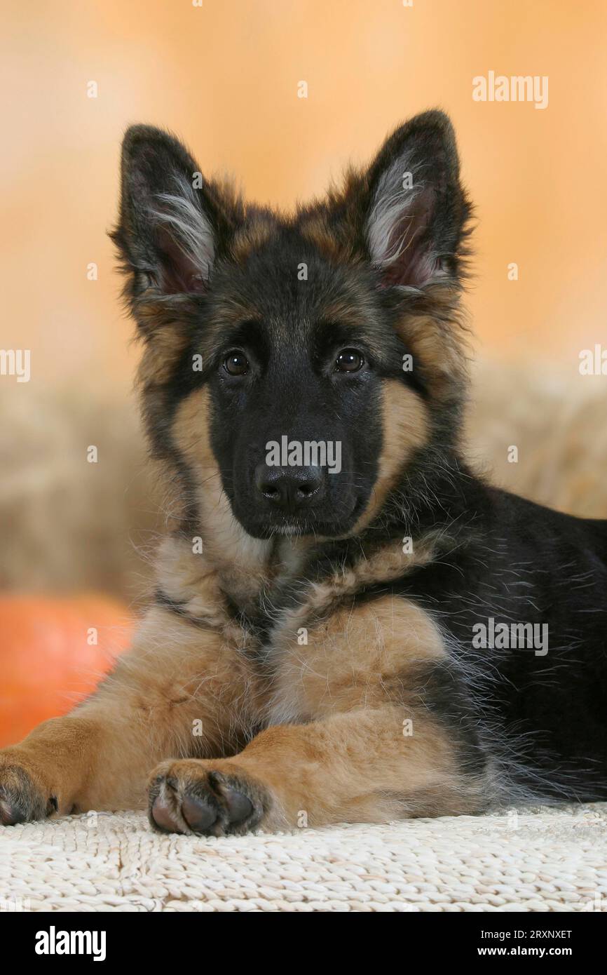 Discount german shepherd month Factory Sale