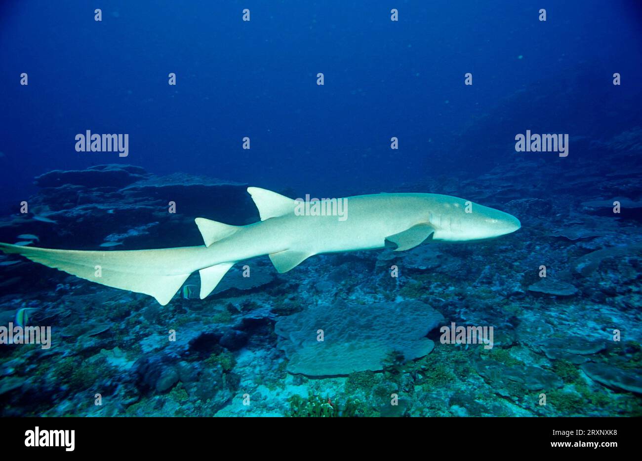 Tawny Nurse Shark (Nebrius ferrugineus), Andaman sea, Myanmar, Burma, freistellbar Stock Photo