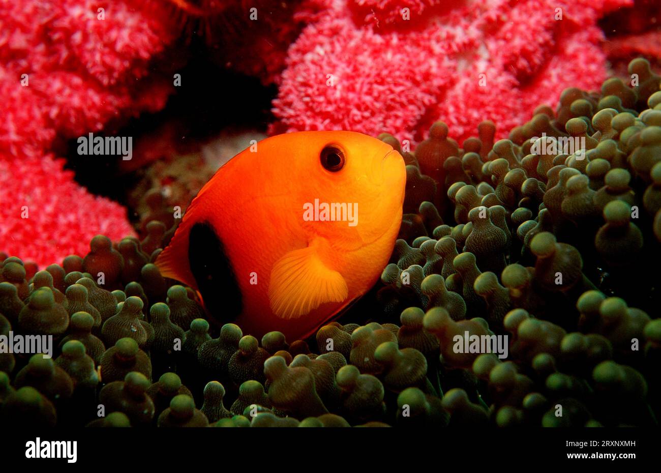 Red saddle fire clownfish hires stock photography and images Alamy