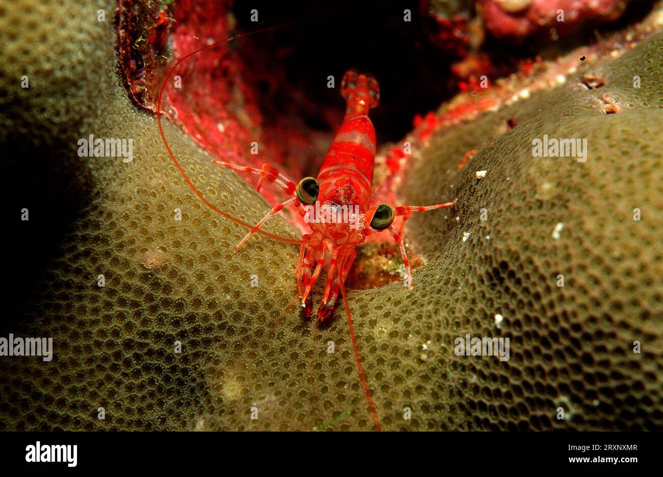 Shrimp, Similan Islands, Andaman Sea, Phuket (Cinetorhynchus reticulatus), Thailand Stock Photo