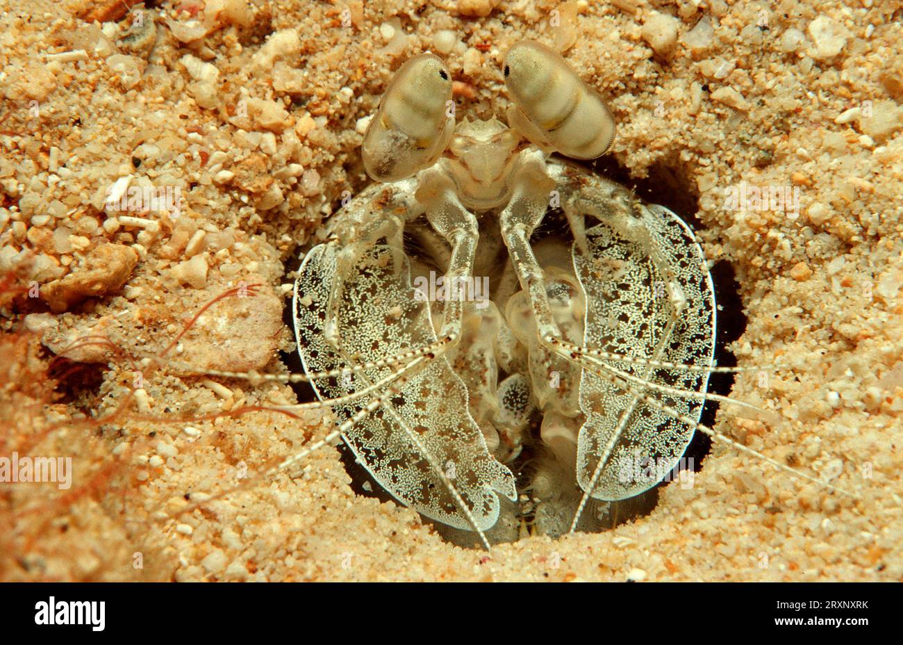 Spear Mantis Shrimp, Papua Ne, Large Mantis Shrimp, Catching Crabs