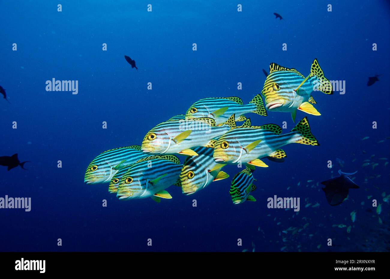 Oriental sweetlips (Plectorhinchus vittatus), Ari atol (Plectorhinchus orientalis), Maldives Stock Photo