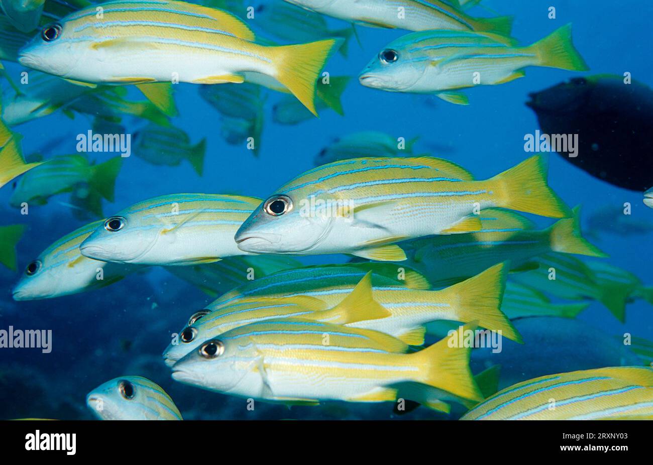 Five-lined Snapper, Ari atol, Maldives (Lutjanus quinquelineatus), Ari atoll, Five-lined Snapper, Maldives Stock Photo
