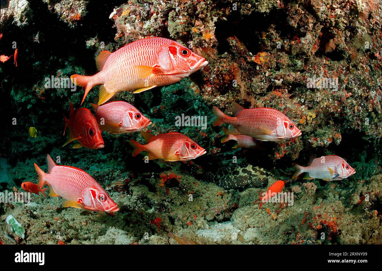 Sabre squirrelfish (Sargocentron spiniferum), Long-jawed garfish, Maldives Stock Photo
