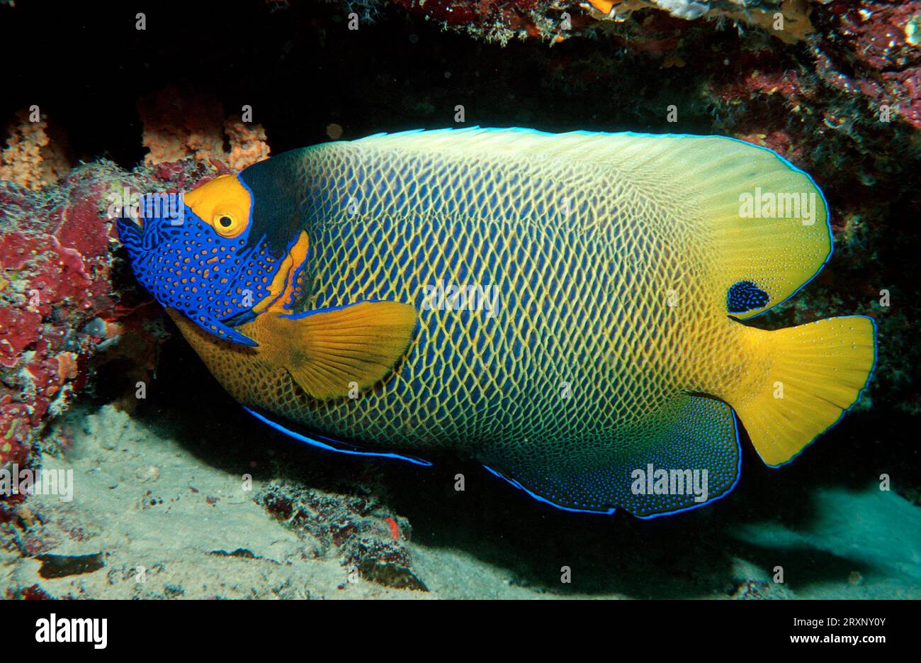Yellow-faced Angelfish, Maldives, Blueface Angelfish (Pomacanthus Queen angelfish (Holacanthus ciliaris) Yellow-masked Angelfish, Blue-head Stock Photo
