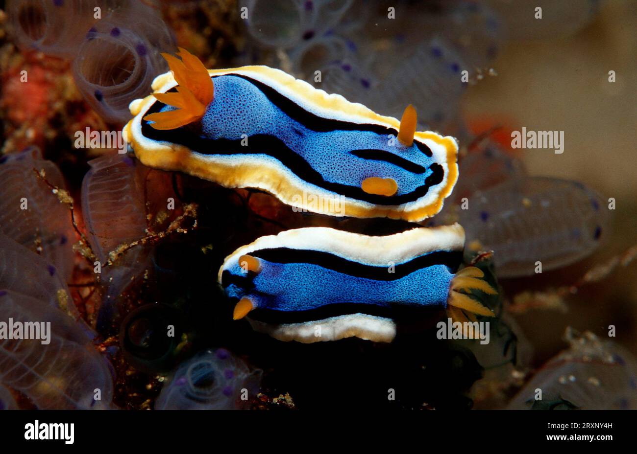 Nudibranches, Bohol Sea, Chromodoris slug (Chromodoris annae