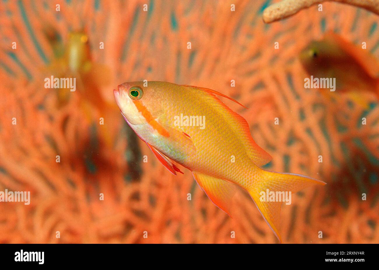 Young Lyretail Anthias (Pseudanthias squamipinnis), Bohol Sea, Philippines, Sea goldie juvenile, Bohol Sea, harem flagfish, exemptible, lateral Stock Photo