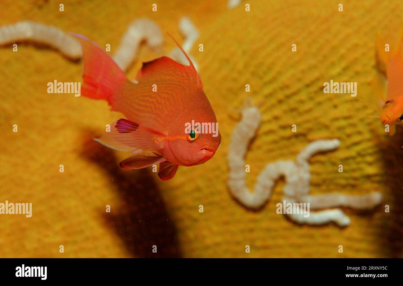 Young Lyretail Anthias (Pseudanthias squamipinnis), Bohol Sea, Philippines, Sea goldie juvenile, Bohol Sea, Harem Flagfish, Philippines Stock Photo
