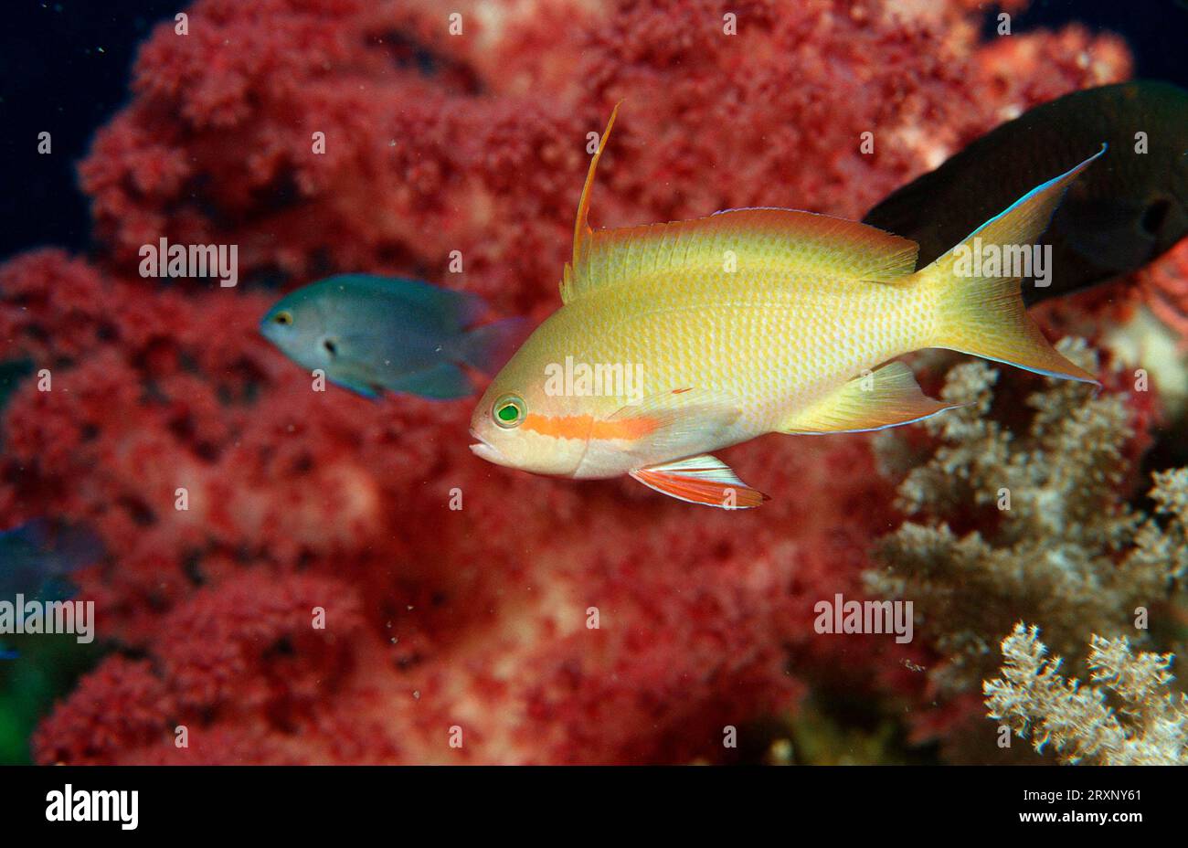 Young Lyretail Anthias (Pseudanthias squamipinnis), Bohol Sea, Philippines, Sea goldie juvenile, Bohol Sea, harem flagfish, lateral, side Stock Photo