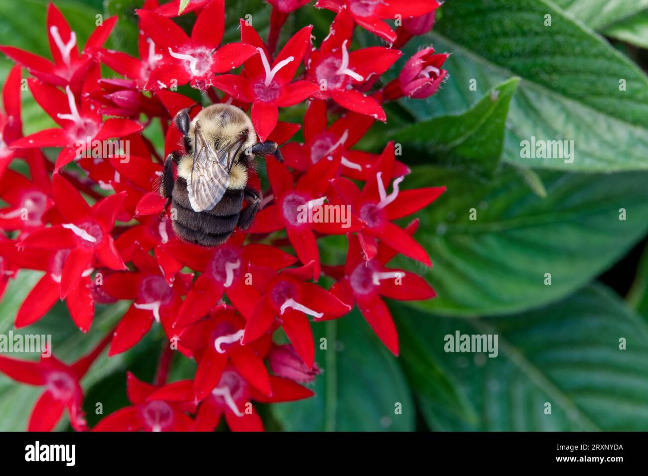 half-black bumblebee (Bombus vagans) on soft focus Red Pentas flower (Pentas lanceolata) Stock Photo