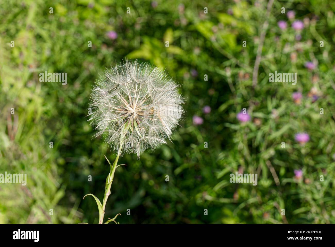 closeup on one dandelion, or Taraxacum officinale seed head, called