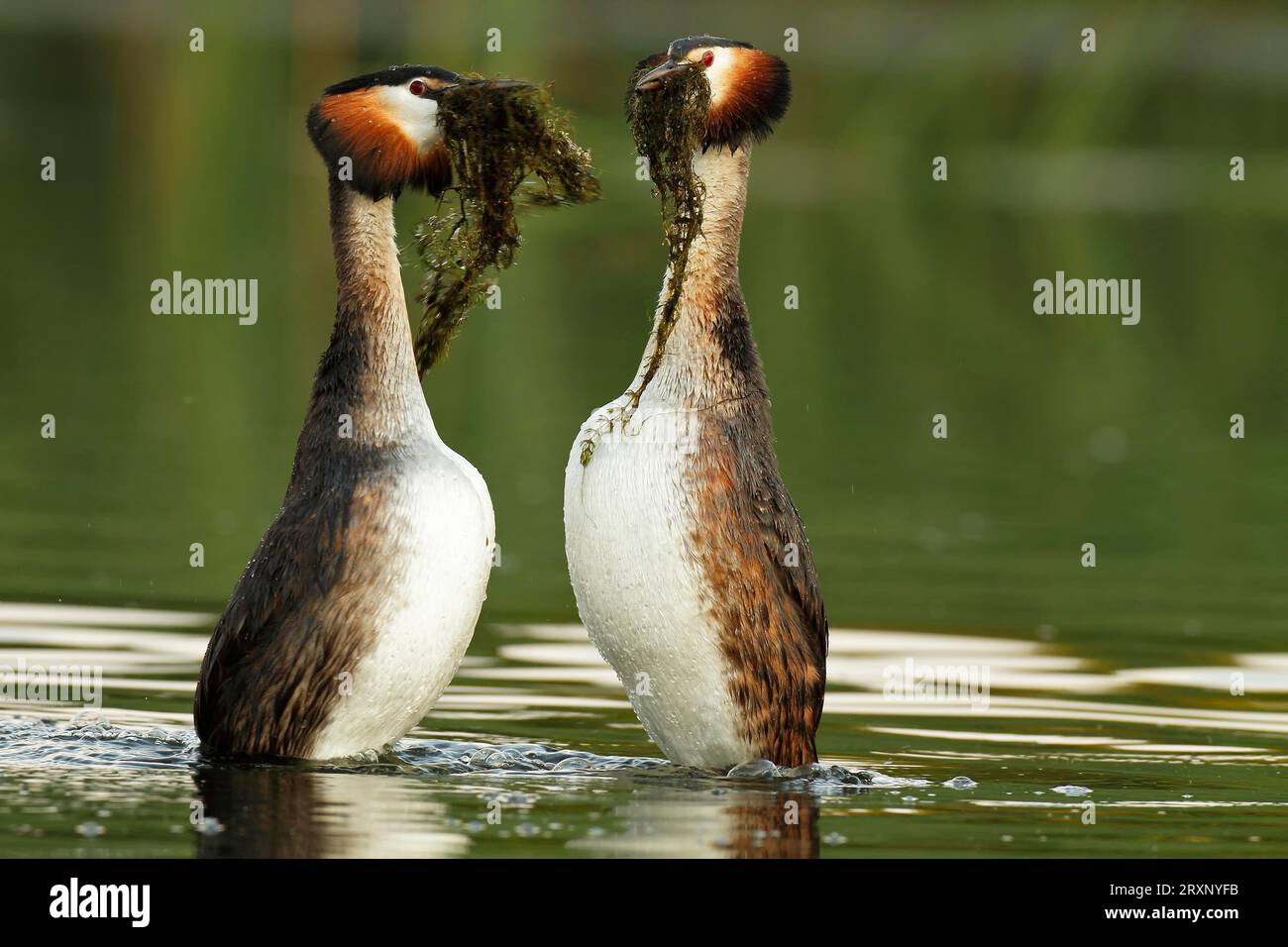 Great Crested Grebe (Podiceps cristatus), courting pair with nesting ...