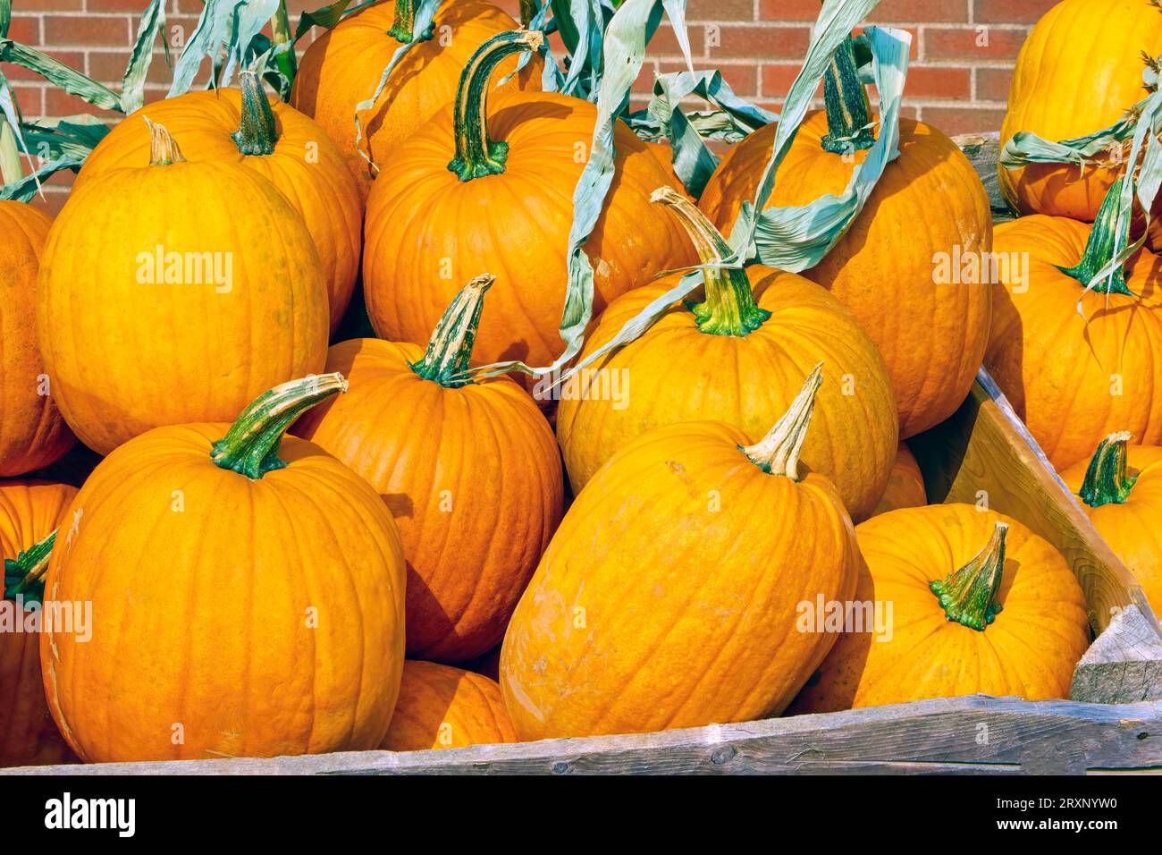 Ripe pumpkins for sale at a garden farm to be used as fall decor and jackolanterns. Pumpkins are actually considered a fruit rather than a vegetable. Stock Photo