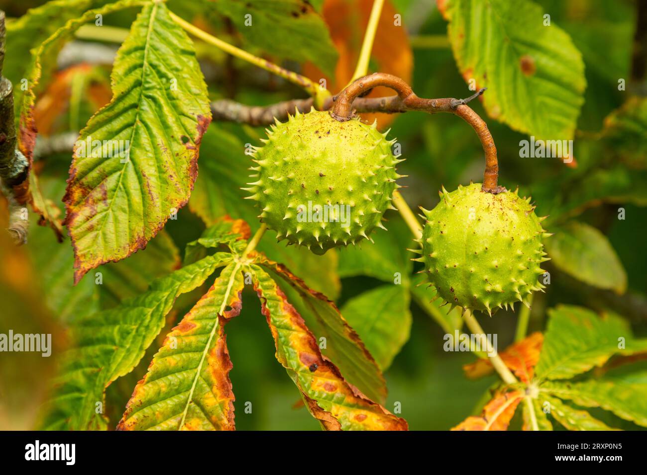 Horse Chestnut Tree Seed Hi res Stock Photography And Images Alamy
