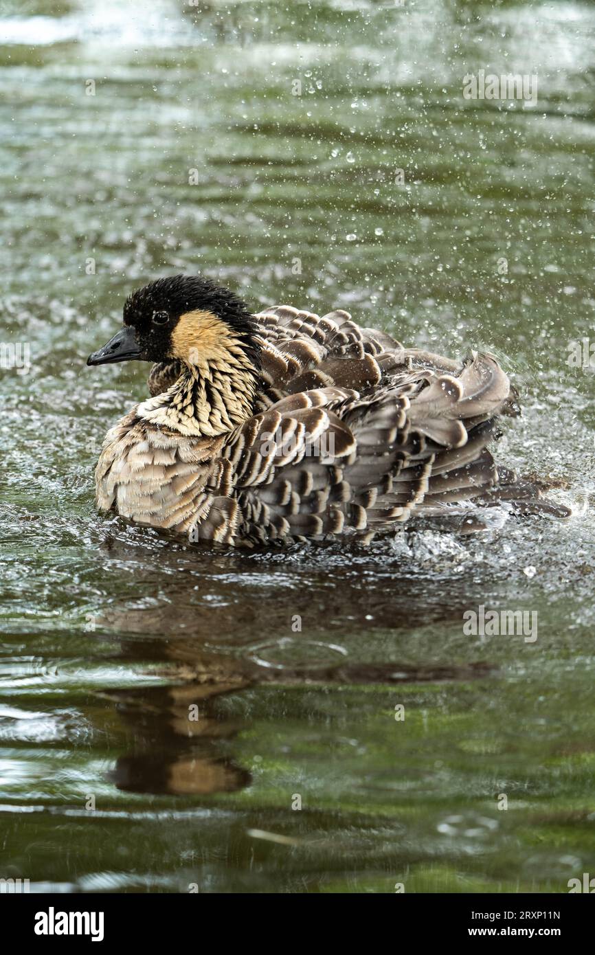 Wetland water waterfowl hi-res stock photography and images - Alamy