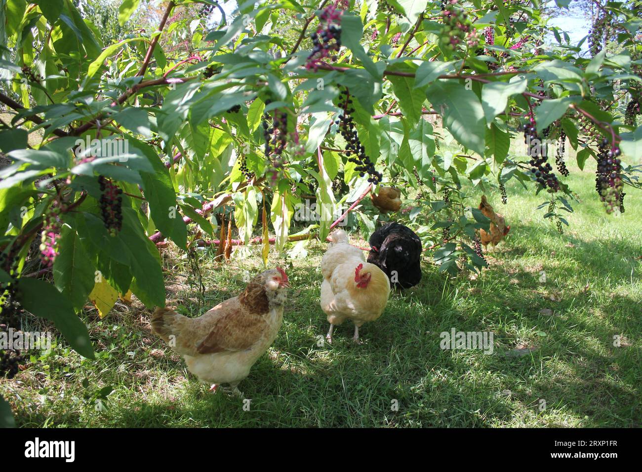 Free Range Chickens Stock Photo