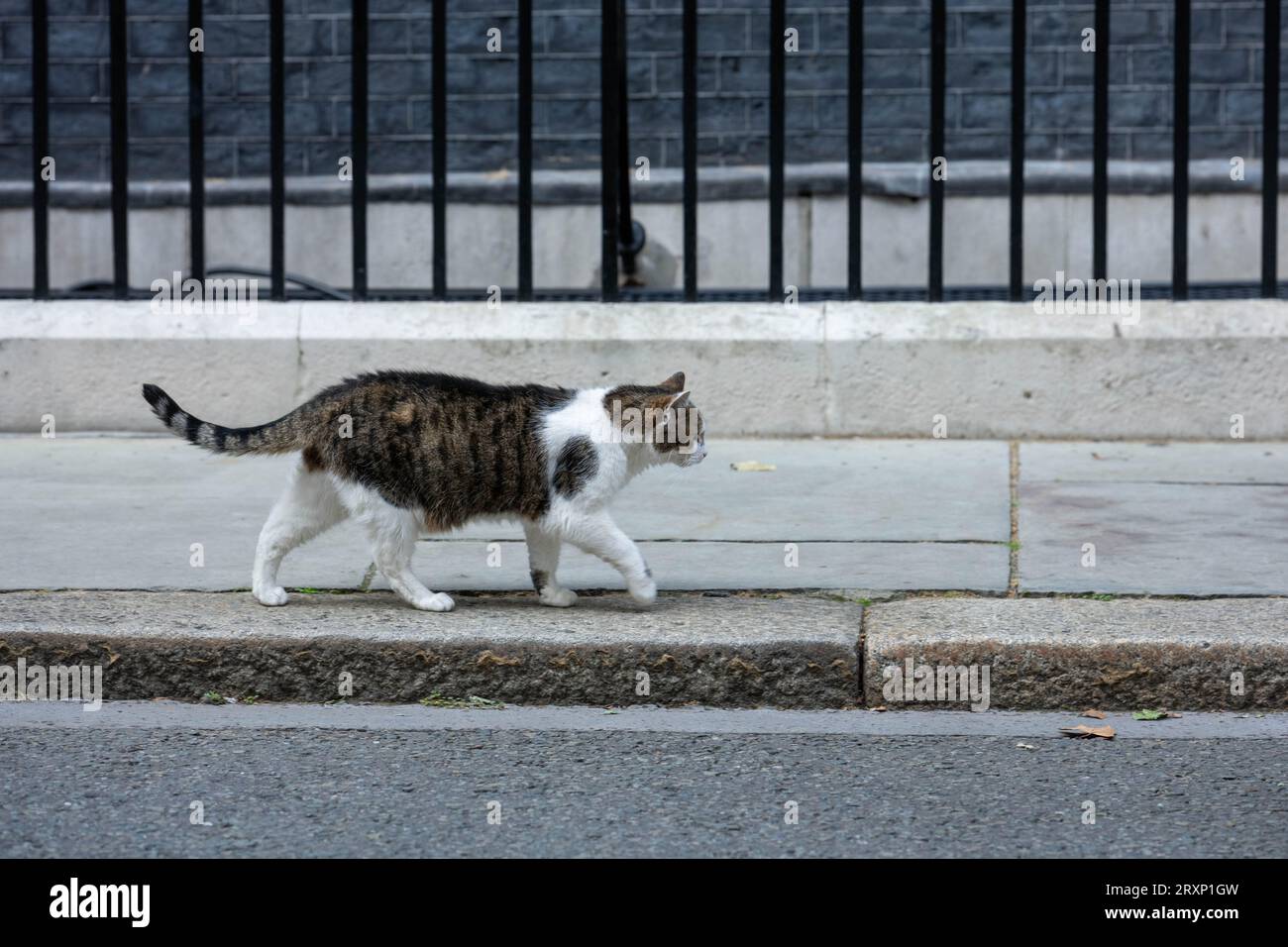 London, UK. 26th Sep, 2023. Despite rumours of illness Larry, the Downing Street cat appears fit and well; enjouing attention from some Downing Street visitors Credit: Ian Davidson/Alamy Live News Stock Photo