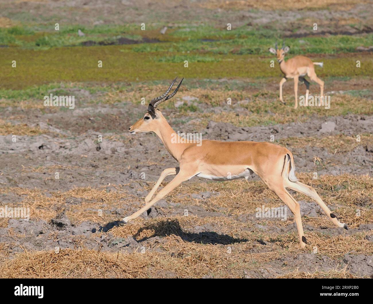 Impala are one of the most graceful of antelopes when on the move, bounding and leaping they are extremely athletic. Stock Photo