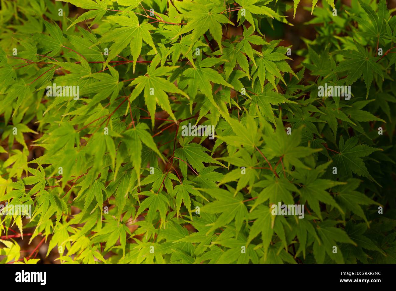 Vivid display green leaves hi-res stock photography and images - Alamy