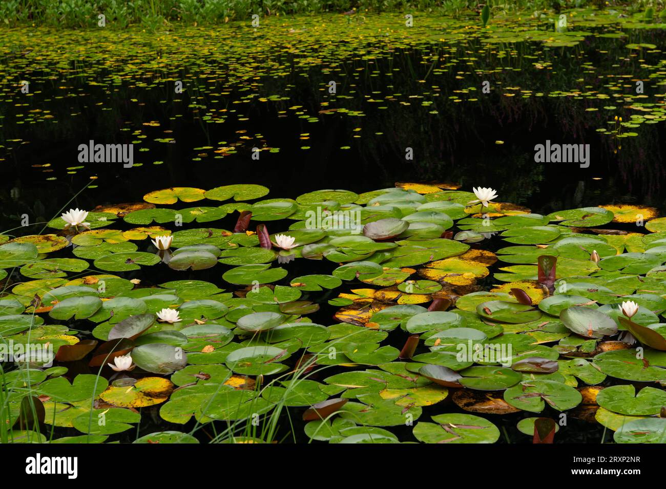 Pond plants water lilies hi-res stock photography and images - Alamy