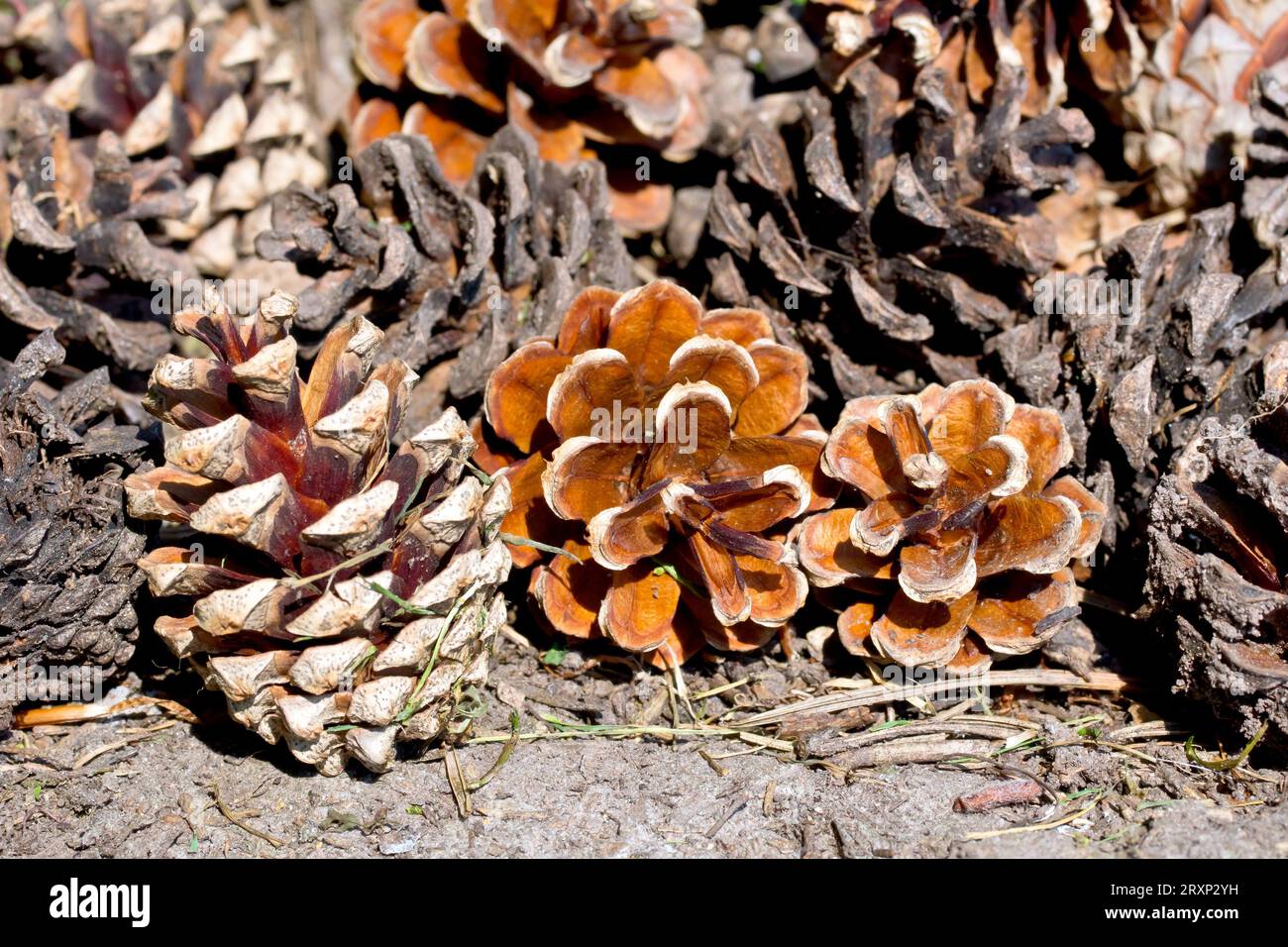 Scot's Pine (pinus sylvestris), close up showing a cluster of old mature pine cones laying on the dirt beneath the tree from which they have fallen. Stock Photo
