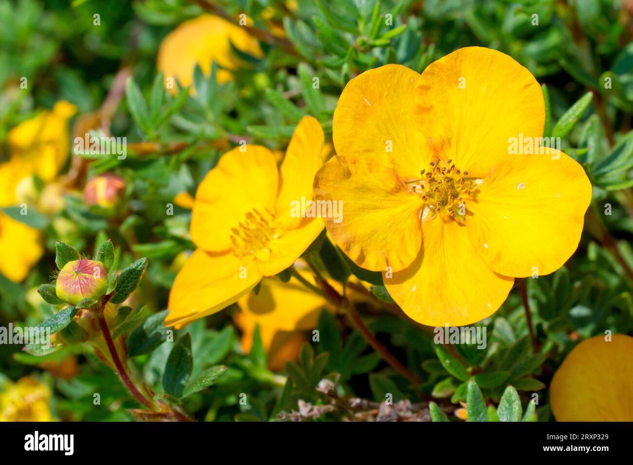 Shrubby Cinquefoil (potentilla fruticosa), possibly cultivar Bella Sol, close up showing the yellow-orange flowers of the commonly planted shrub. Stock Photo