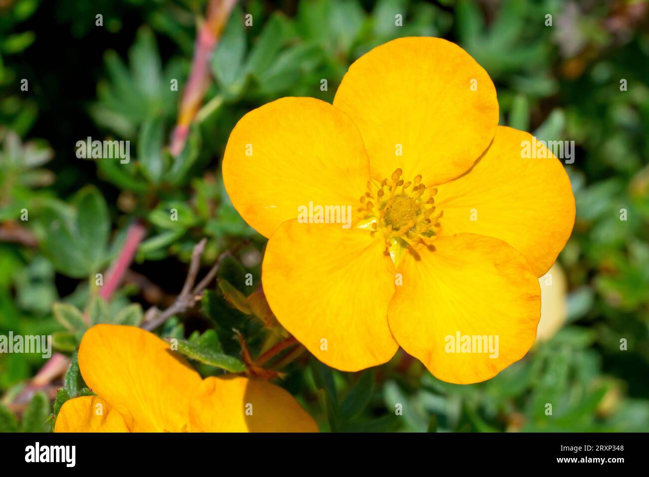 Shrubby Cinquefoil (potentilla fruticosa), possibly cultivar Bella Sol, close up showing the yellow-orange flowers of the commonly planted shrub. Stock Photo