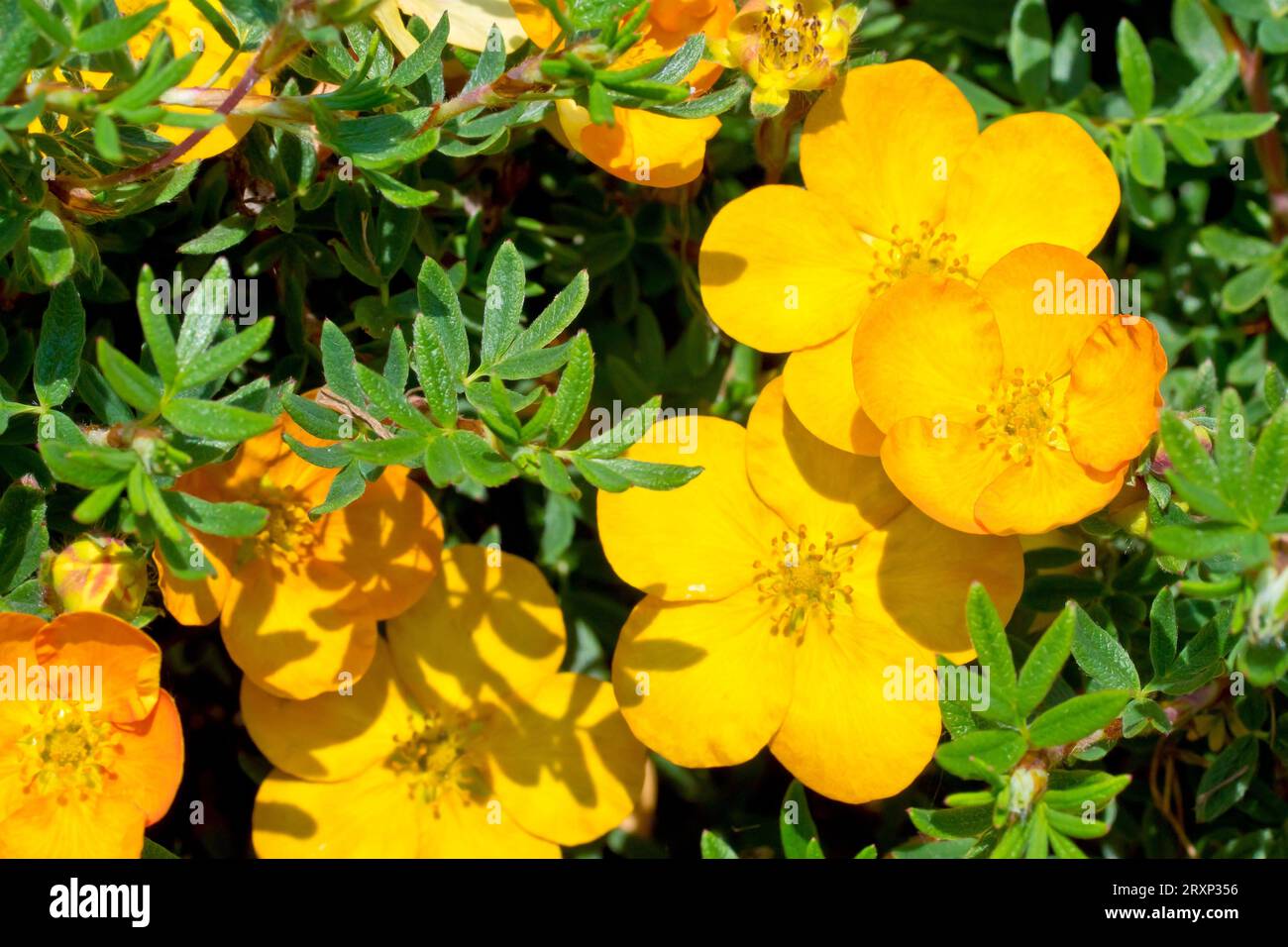 Shrubby Cinquefoil (potentilla fruticosa), possibly cultivar Bella Sol, close up showing the yellow-orange flowers and leaves of the shrub. Stock Photo
