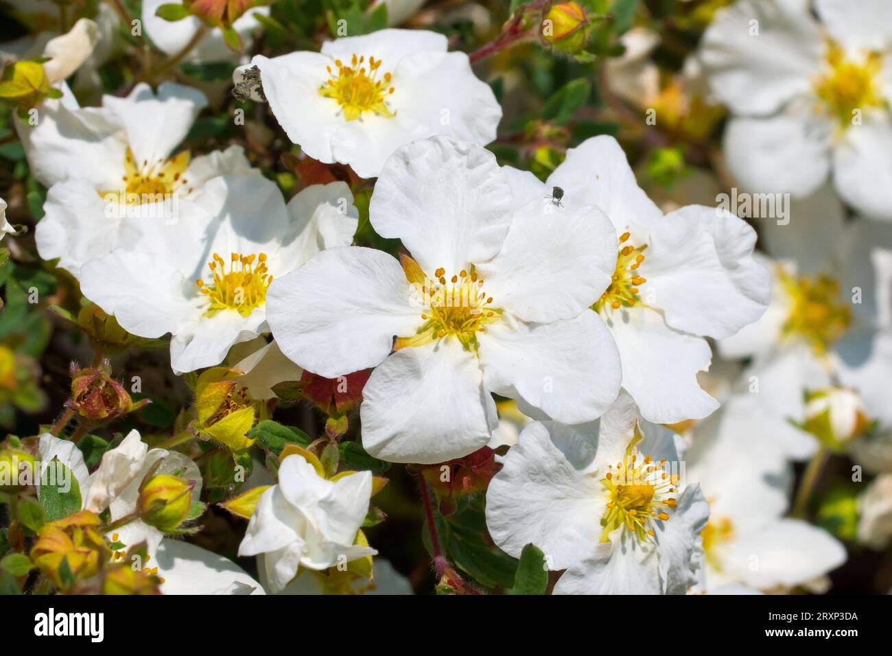 White Cinquefoil (potentilla alba), close up of the white flowers of the shrub commonly planted in gardens and public parks. Stock Photo