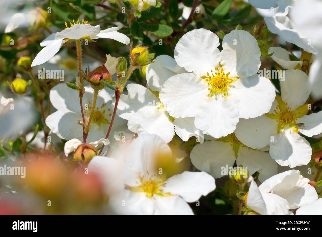 White Cinquefoil (potentilla alba), close up of the white flowers of the shrub commonly planted in gardens and public parks. Stock Photo