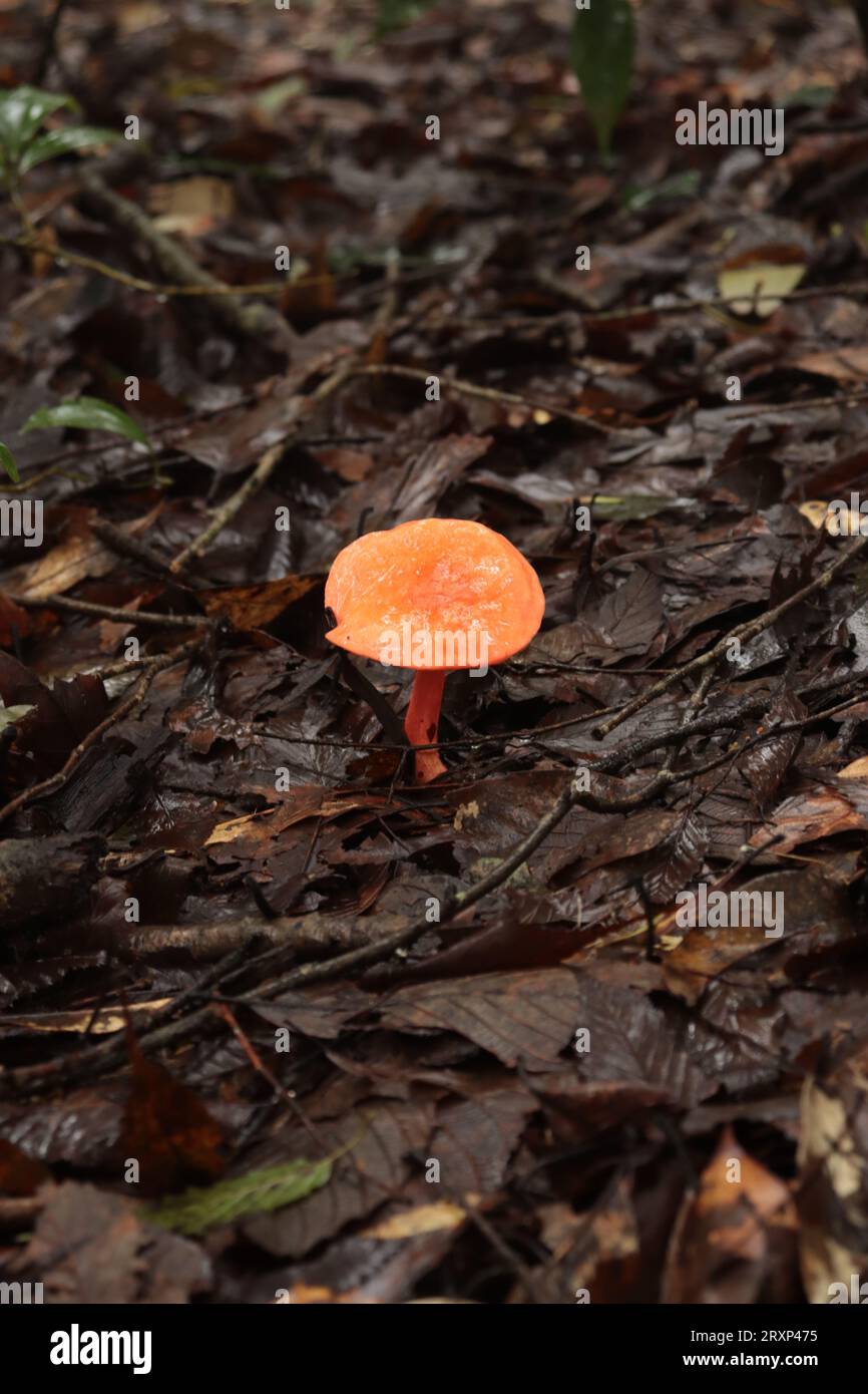 Mushroom in the forest ,of Nepal, with a bright orange colour. Stock Photo