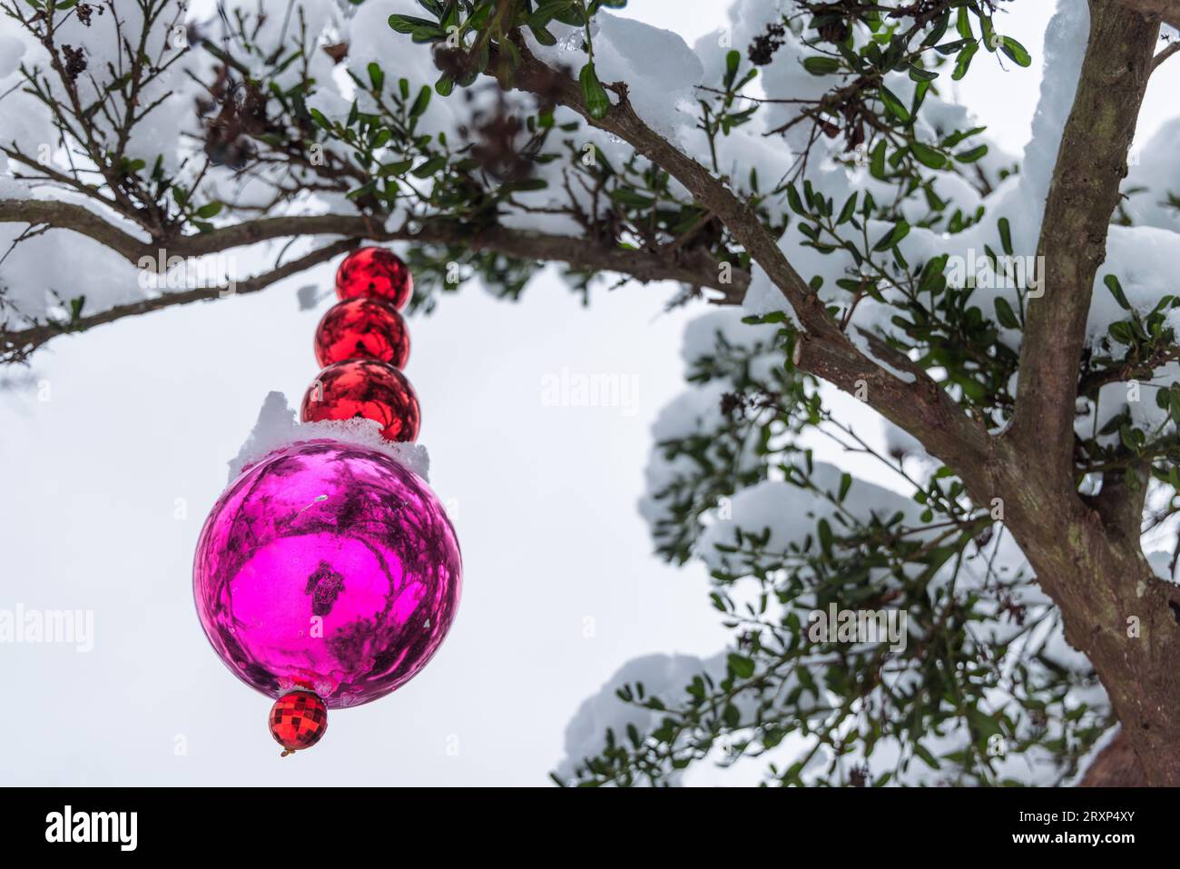 Shiny round Christmas ornaments hang from a tree outdoors; the pink and red baubles are covered in snow after snowfall in Vancouver, Canada. Stock Photo