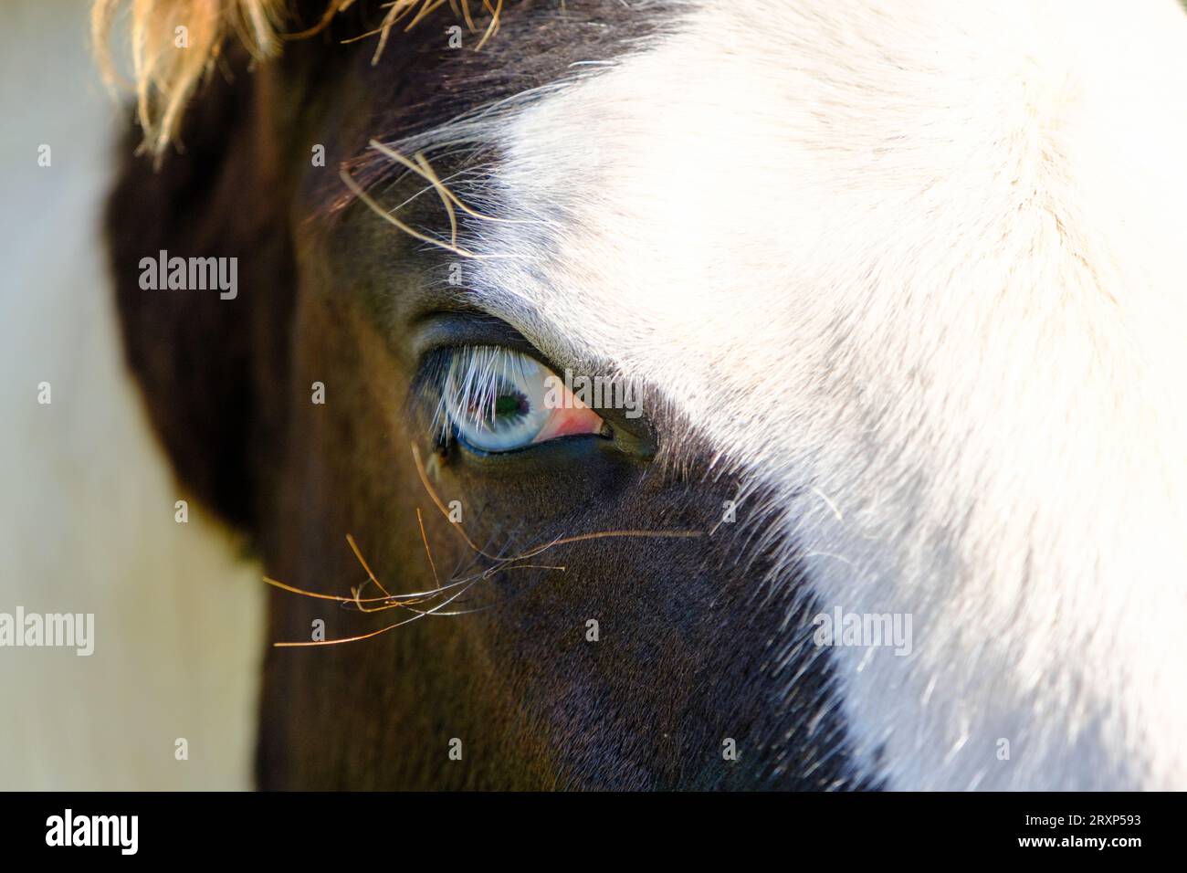 Blueeyed zig. Side portrait of a horse. Blue eyes are rare for a horse