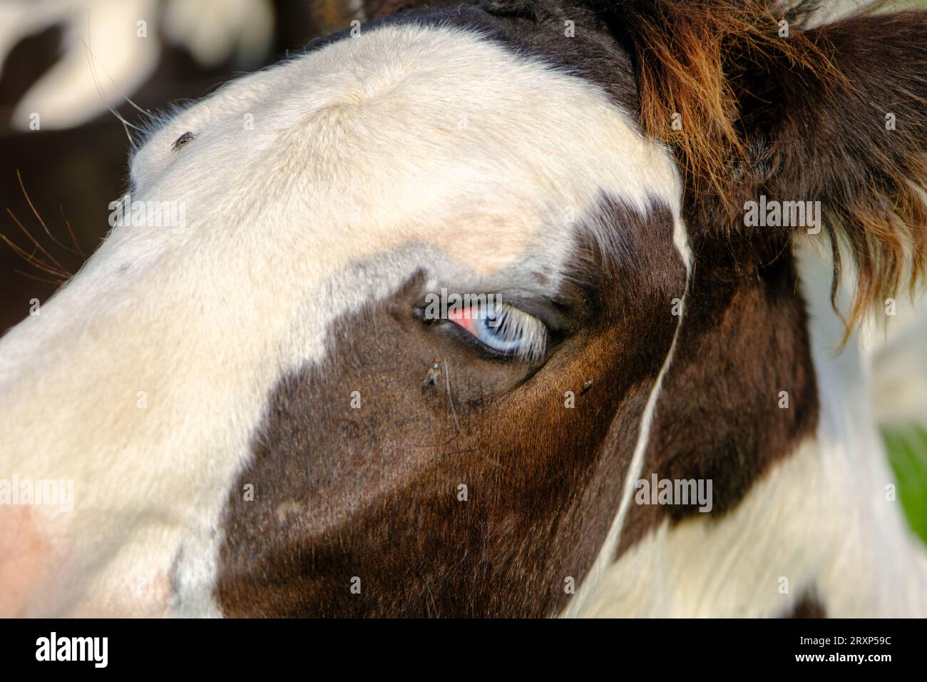 Blueeyed zig. Side portrait of a horse. Blue eyes are rare for a horse