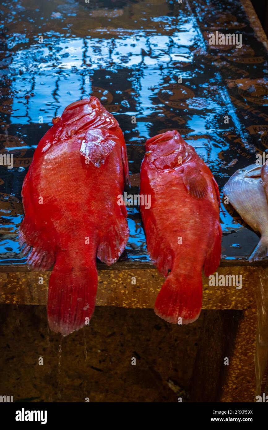 Rare grouper photo hires stock photography and images Alamy